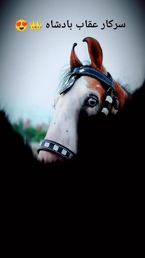 Stunning Horse Close-Up: Beautiful Coat and Bridle Details