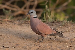 Spiritual Meaning Of Collared Dove: Peace, Hope And Love!