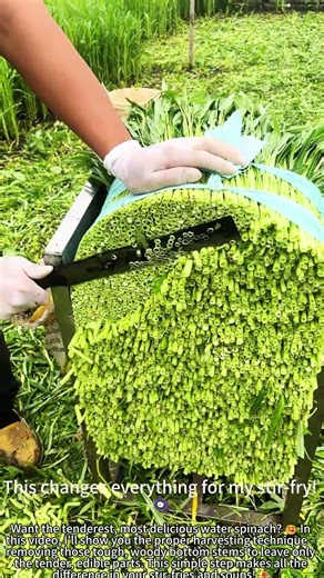 Harvesting Water Spinach – Removing Tough Stems! 🌱