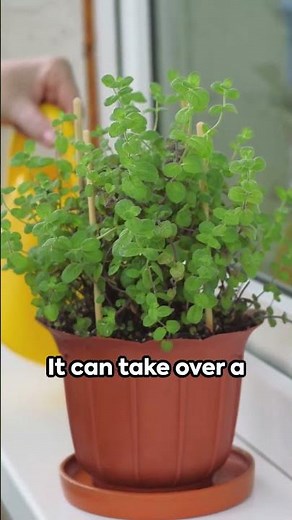 Top 4 Herbs Anyone Can Grow Indoors (Fresh Herbs All Year Round!) #herbs #growingherbs #herbgarden