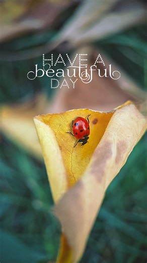Juli - Ladybugs & Macro Nature | 🍁🐞 Did you know some ladybugs can survive cold autumn winds by gripping leaves with tiny pads on their feet? A delicate ladybug crawls... | Instagram