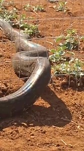 1.5K views | A Giant Python was spotted on a farm in South Africa. | Bluetick Media | Facebook
