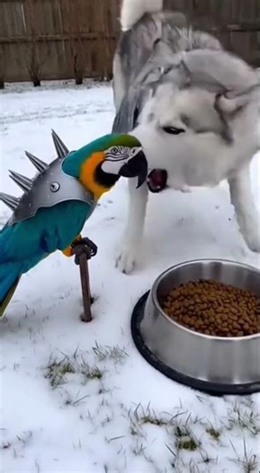 Armoured Parrot Teaches Angry Husky a Lesson 😂🦜🐺