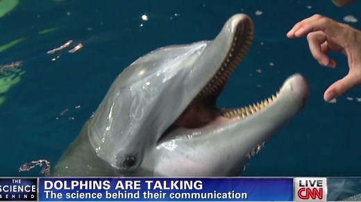 How dolphins talk to each other