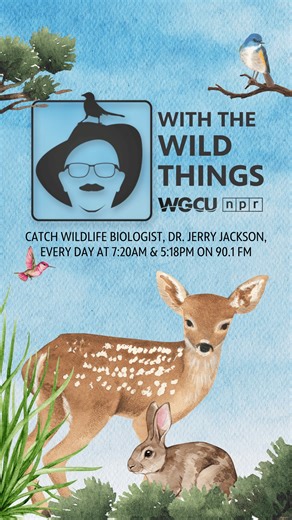 1K views · 14 reactions | Meet the Northern Flicker!  This unique...