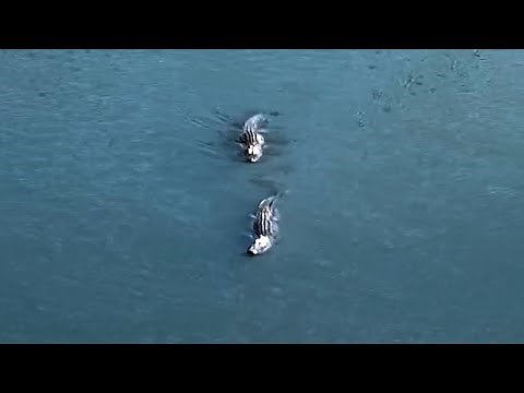 VIDEO: Alligators spotted in North Texas lake