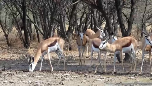 11K views · 679 reactions | Beautiful Springboks | Travel adventure and tours | Facebook