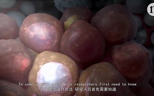 免疫系统与癌细胞