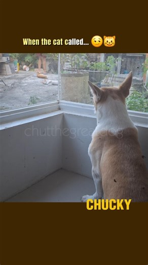 A Cat Invited Him to Play 😂🐶🐱 (Cutest Interaction!)