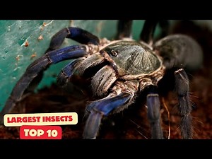 Top 10 Largest Insects in the World 🕷️