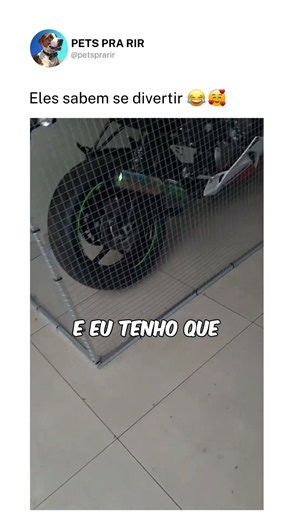 Eles sabem se divertir ❤️🤣