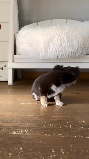 5.6K views · 72 reactions | The Teacup Chihuahua: A Tiny Companion...