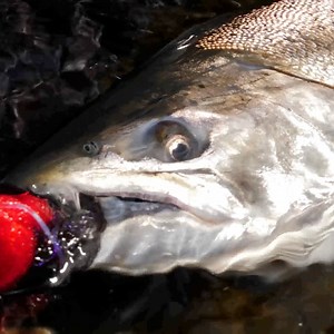 This angry bystander was not happy about Jordan catching a fish - especially not right in front of him! | Addicted Fishing