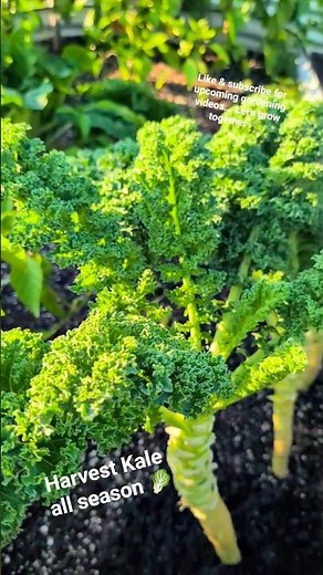 When to harvest Kale leaves and how so it regrow non stop ! #gardening #kale #plants