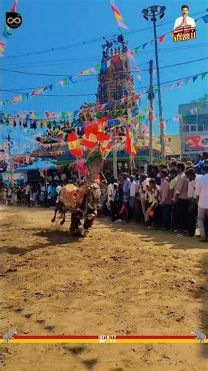 TVK மஞ்சுவிரட்டு🔥| Thalapathy Vijay | TVK | Aadhav Arjuna | Arunraj IRS | Sengottaiyan | Jallikattu