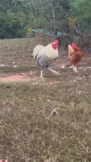 I think we could all take a note off of Sheriff’s playbook.Get those ladies in line first thing in the morning..I’m going to try this tomorrow honey, get ready to fall in line.. (his little two step at the end🤣) | William Vine