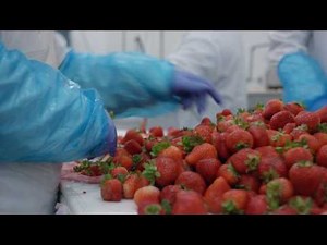 How a Fruit Processing Facility Maintains Food Safety Standards: Indianapolis Fruit - Garden Cut