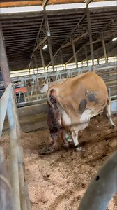 277K views · 8.6K reactions | Plop goes the calf, drop it like it’s hot, what would you title this video? | TDF Honest Farming | Facebook