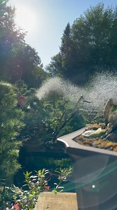 Cultivate your own paradise🌲🤲🏼 | David Easterbrook Bonsai