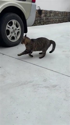 Test: Can Catbox videos work on YouTube? #shorts #test