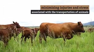 Our BKB Digital Auction platform is a key component in the livestock digital supply chain and plays a fundamental role in the contribution to bio-security on the farm. Watch the video for more information and visit our website to check out our new platform: https://www.bkb.co.za/digital-auctions/ | BKB