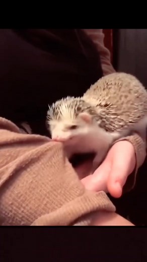 angry hedgehog.#grow #video #animal #foryou