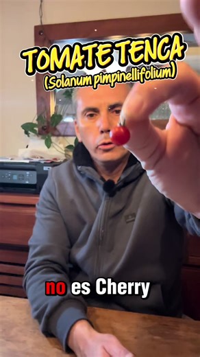 🍅 No es cherry. Es un tomate silvestre ancestral del norte de Chile: Solanum pimpinellifolium 🇨🇱🌱 Pequeño, resistente a sequía y suelos extremos… y considerado uno de los ancestros del tomate actual. Durante años fue ignorado. Hoy vuelve a valorarse por su genética y adaptación natural. ***Si tienes dudas, preguntas o quieres opinar 💬 Ve a la publicación en Facebook y comenta ahí 👀 Estoy respondiendo todo en los comentarios… Naturaleza de Campo 🌱 ¿Lo plantarías? #tomate #semillasancestral