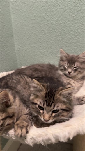 Yogi, Boo-Boo & Snagglepuss are fixed and almost ready for forever homes. #sandiegocats #cuteanimals #fosterkittens @RikkiTikki TabbyCat