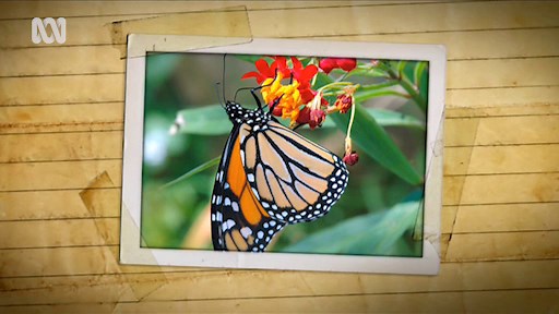 Gardening for Butterflies - Gardening Australia