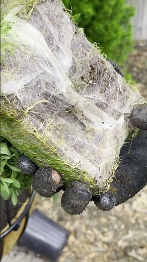 Flower Pillows from Proven Winners