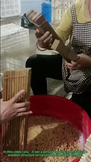 Black Soldier Fly Eggs: Harvesting by Tapping & Shaking