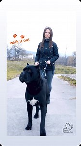 🐾 January is Walk Your Dog Month! 🐾 (But let’s be honest… EVERY month should be!) Grab that leash, lace up your shoes, and let’s hit the pavement – your Cane Corso is ready! 🚶‍♂️🐕 Why Walk? 🐶 Bonding: One-on-one time to strengthen your connection. 💪 Exercise: A healthy Corso is a happy Corso! 🎓 Training: Perfect chance to reinforce commands and manners. 🌎 Exploring: New sights, smells, and adventures! 🛋️ Bye-Bye Destruction: A tired dog is a well-behaved dog. 🦴 Injury Prevention: Keeps