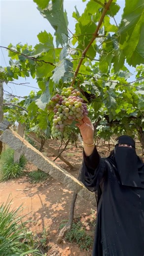 You can see G for grapes farming green grapes harvesting #Agriculture #shortvideo #ytshorts