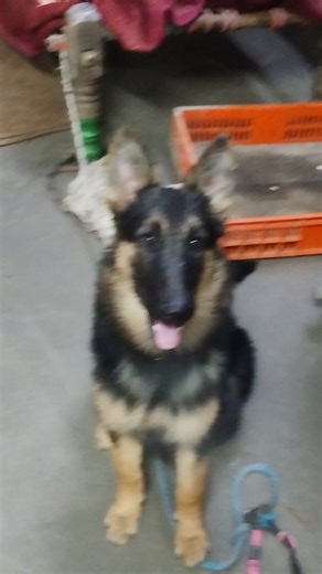 Biggest size german shepherd dog #germanshepherd #gsds #germanshepheard #puppy #ytshorts