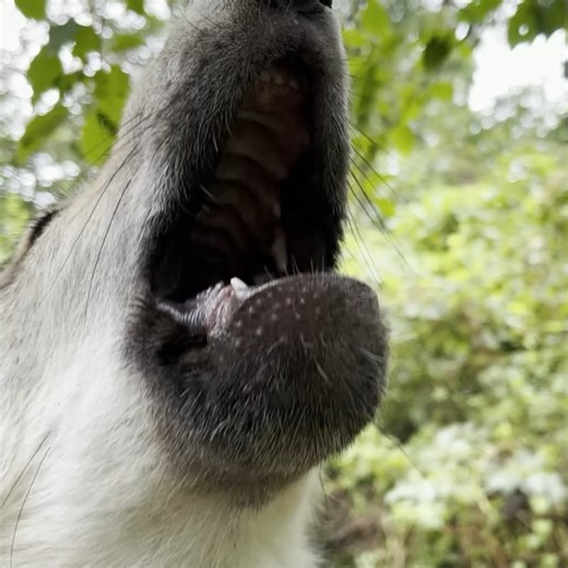 The most powerful howls can come from the smallest wolf 🐺 | Wolf Conservation Center