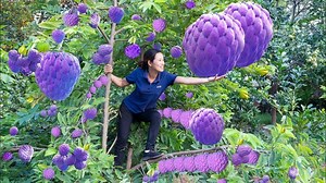 42K views · 1.2K reactions | Harvesting Purple Custard Apples, Make delicious new style stir-fried pork Goes to the market sell | Phuong - Harvesting | Facebook