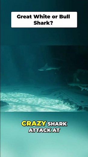 Shark Attack FAKE NEWS Bull Shark vs Great White EXPOSED!