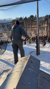 Catching birds 🤓. Did you know pheasants can fly almost 60mph? | Pete’s Pheasant Farm