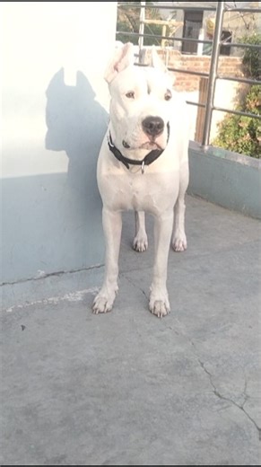 ##😍😍Beautiful heavy DOGo😍😍##