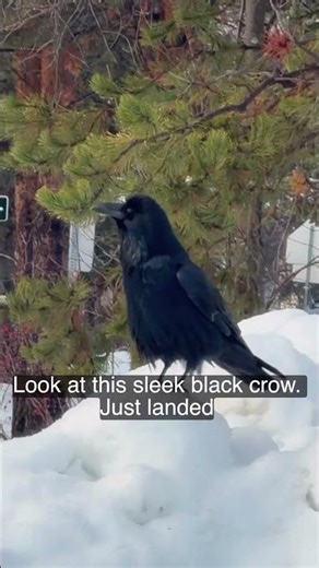 #crows #crow #crowshorts #birdshorts #wildlife #nature #smartbirds #crowintelligence #urbanwildlife