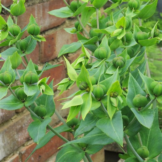 Gopher Spurge Seeds Euphorbia Lathyris, Mole Plant Seeds, Natural Garden Pest Control, Easy to Grow Perennial Seeds