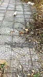 50K views · 2.1K reactions | Puppy calls man to help mother dog #rescue #rescueanimals #animalsoftiktok #animal #rescuedog #puppy | Beautiful Dogs Love | Facebook