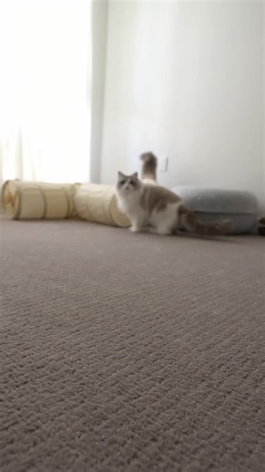 5.6K views · 747 reactions | Luna is so excited for mealtime while Ponyo is cautious  in the bowl 北 ❤︎ Base: @felinenatural ❤︎ Base: @stellaandchewys ❤︎ Supplement: @ferapets ❤︎ Food Topper: @arya.sit link in bio for discounts   Fera Pets: 15% discount  in bio | Ponyo & Luna | Facebook