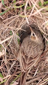 4.9K views · 41 reactions | Pipit bird feeding babies in the evening time | Review Birds News | Facebook