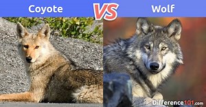 Coyote vs. Wolf: Key Differences, Pros & Cons, FAQ |