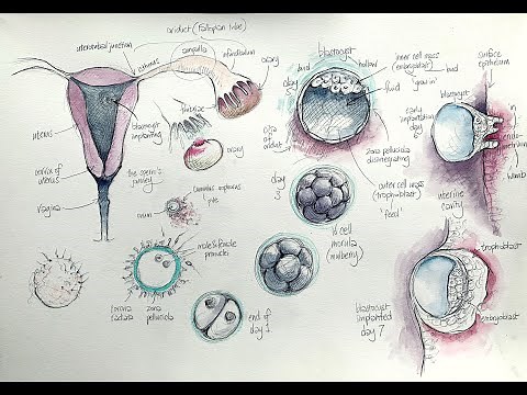 Lockdown Embryology with Prof Alice Roberts #1: The first week