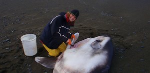 The four-year treasure hunt for the hoodwinker sunfish
