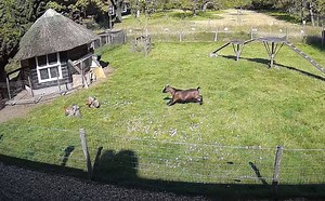 Goat And Rooster Protect Chicken From Hawk Attack