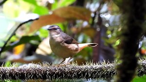 21K views · 2.1K reactions | Good morning #Birds & #Nature! Buff-rumped warbler singing (Myiothlypis fulvicauda) Honduras, Peru, Amazon. | BIRDS & Nature | Facebook