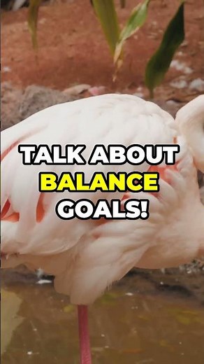 21 Amazing Facts About Flamingos!